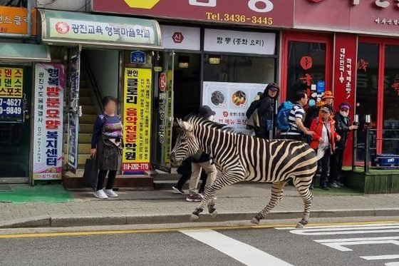 Sero the zebra strolls down the street after escaping from a zoo in Seoul on Thursday. [YONHAP]