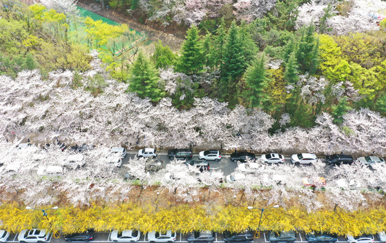 Huge crowds show up at E-World in Daegu, North Gyeongsang, on Sunday with cherry blossoms and Korean goldenbell trees blooming. Thanks to the warm weather, people flocked to cherry blossom-viewing destinations last weekend, including Yeouido in Seoul and Jinhae in Changwon, South Gyeongsang. The Jinhae Gunhangje Cherry Blossom Festival, the largest in the country, has attracted the most visitors since the Covid-19 pandemic. Organizers expect 3 million people will visit the festival, which runs through Apr. 3, a return to pre-pandemic levels. [YONHAP]
