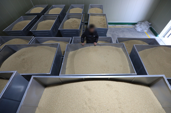 A person inspects the rice supply stored at a low temperature warehouse in Gyeonggi on Thursday. [NEWS1]