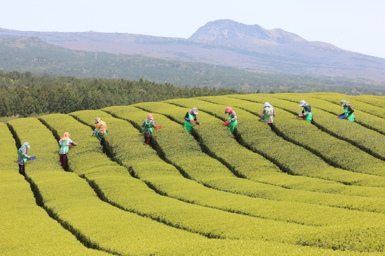 Jeju residents harvest the first green tea crop of the season, organically cultivated, at a farm in Seogwipo, Jeju, on Monday. [YONHAP]