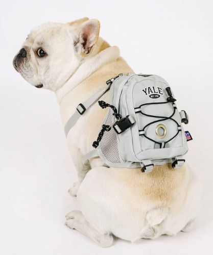 Fashion brand Yale's dog backpack [MUSINSA]