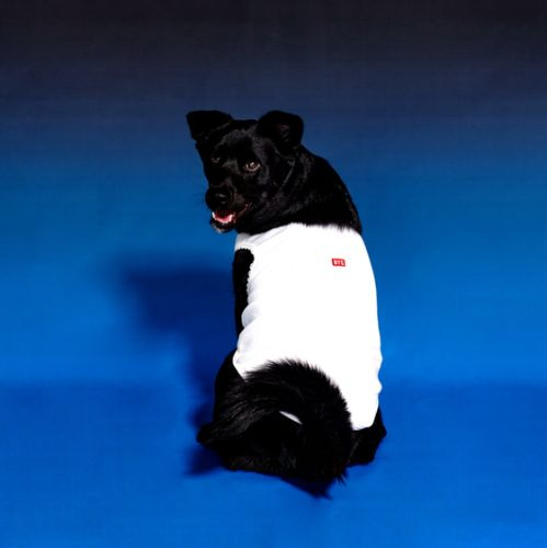 BYC's undershirt for dogs [BYC]