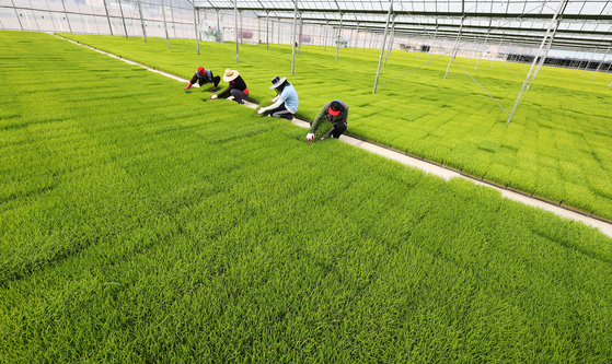 Farming officials inspect young rice plants at a rice farm in Icheon, Gyeonggi, on Monday, three days ahead of "gogwoo." Gogwoo, one of the 24 seasons in the lunar calendar, means the rainfall season for seeding. [YONHAP]