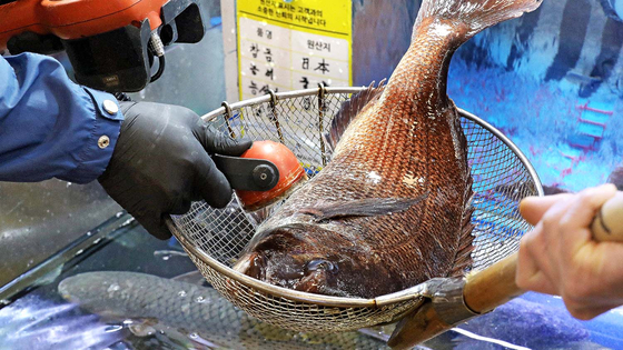 A fish market official inspects the radiation level of a fish imported from Japan at Noryangjin Fisheries Wholesale Market in Dongjak District, southern Seoul, on April 13. [NEWS1]