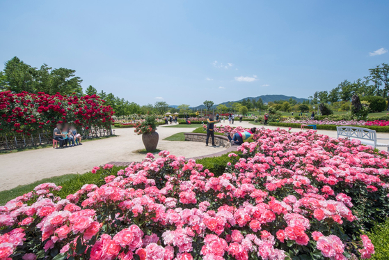A visitor walks along the path of the flowerbed at Suncheonman International Garden Expo. [SUNCHEONMAN INTERNATIONAL GARDEN]