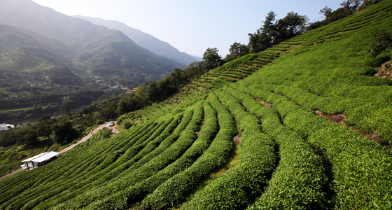Hadong is famous for its green tea fields. [HADONG]