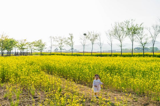 A child walks among the canola flowers at Julpo Bay Tidal Flat Ecological Park in Buan Country, North Jeolla. [BAEK JONG-HYUN]