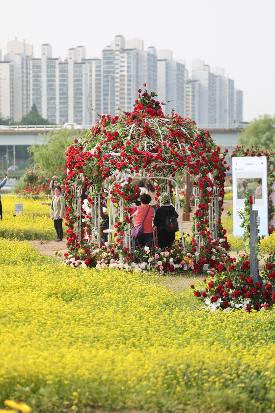 Visitors to the Seoul Rose Festival at Jungnang Rose Park in Jungnang District, eastern Seoul, pose for photos on Monday. [YONHAP]