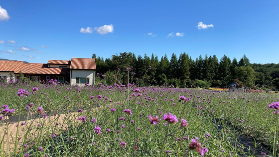 The purple lavender field is a major photogenic spot at Hani Lavender Farm in Goseong, Gangwon. [HANI LAVENDER FARM]