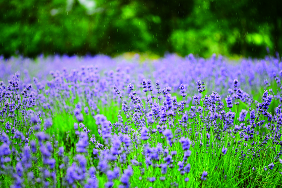 Lavender field at Hani Lavender Farm is a must-visit for those visiting Goseong, Gangwon. [HWANG JEONG-HEE]