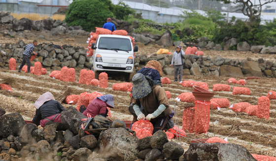 Farmers package garlic after the drying process is completed at a field on Jeju Island, Monday. [YONHAP]