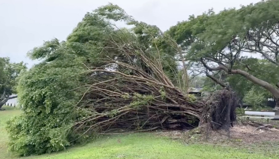 This video grab from the Twitter page of James Taylor @EarthUncutTV shows a tree uprooted by tropical storm force winds blowing across Guam on Wednesday. [AFP/YONHAP]