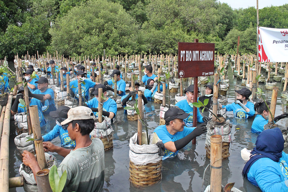 Posco International is pushing for biodiversity preservation through a mangrove plantation at Taman Wisata Alam Mangrove, in Indonesia. [POSCO GROUP]
