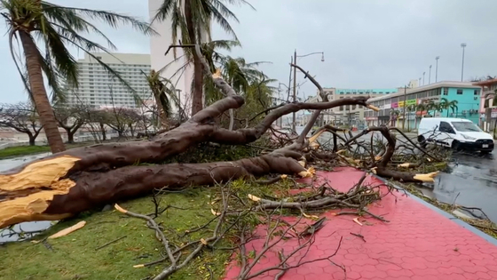 A tree knocked down by high winds and precipitation brought by Typhoon Mawar on Guam [AFP/YONHAP]