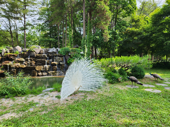 A peacock on Nami Island spreads its feathers. [KIM DONG-EUN]