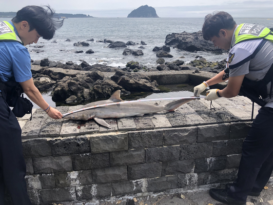 Seogwipo coast guards measure the dead copper shark. [SEOGWIPO COAST GUARD]