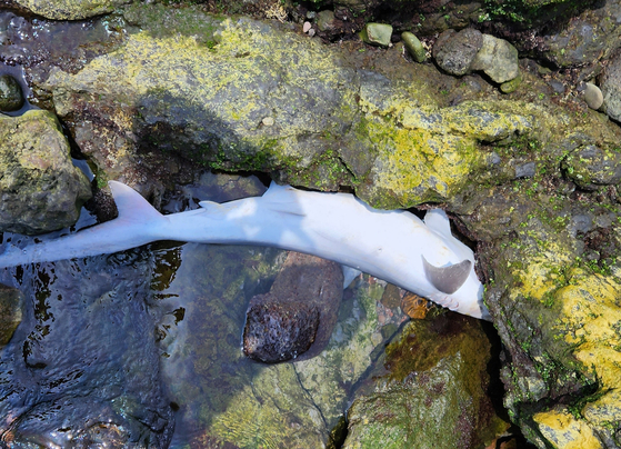 A dead copper shark found on the rocks in Seogwipo, Jeju, on Sunday [SEOGWIPO COAST GUARD]