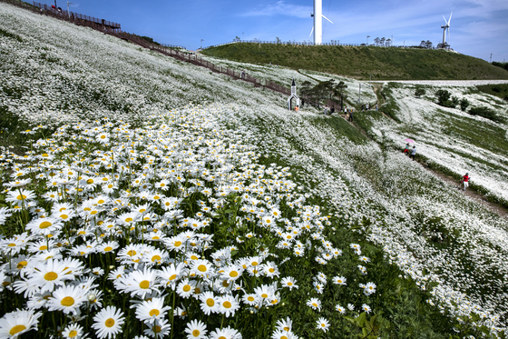 Yukbaekmajigi presents wild daisy flowerbeds across the wide plateau in Pyeongchang County, Gangwon. [KIM KYUNG-BIN]
