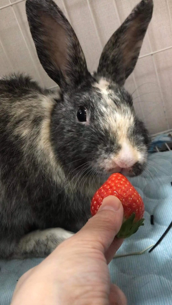 ThoMi nibbles on a strawberry. [LAM TU CHAU NGUYEN]