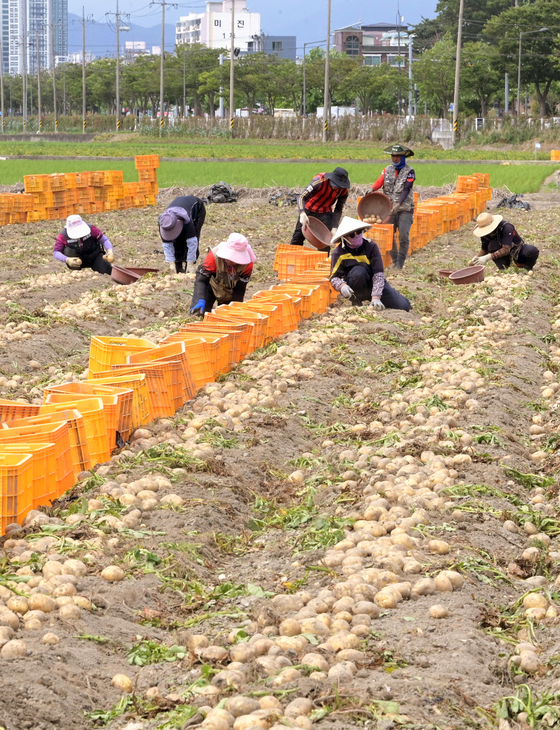 Farmers harvest potatoes at a farm in Gangneung, Gangwon, on Tuesday, a day before the summer solstice. The event marks the beginning of summer for the Northern Hemisphere. These potatoes harvested Tuesday were planted in the spring. [YONHAP] 