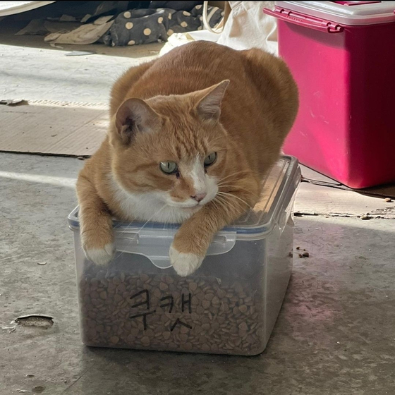One of the cats at Kyung Hee University takes a rest on KHUCat’s cat food container. [SCREEN CAPTURE]