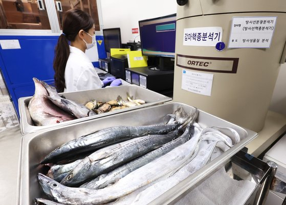 A researcher at the Gyeonggi Institute of Health & Environment in Suwon, Gyeonggi conducts safety checks for fish on June 15. [YONHAP] 
