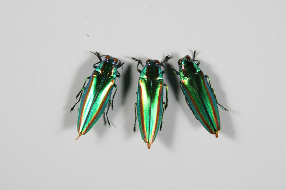 Jewel beetle, a natural monument [JOONGANG PHOTO] 