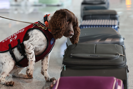 A sniffer dog demonstrates drug detection skills on luggage at Incheon International Airport on Aug. 11, 2022, during a government campaign against drug smuggling. [YONHAP]
