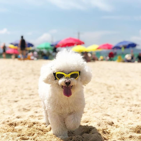 Mung Beach, Gangwon, is the nation's first dog-only beach in Korea, in operation since 2016. [PETSGO]