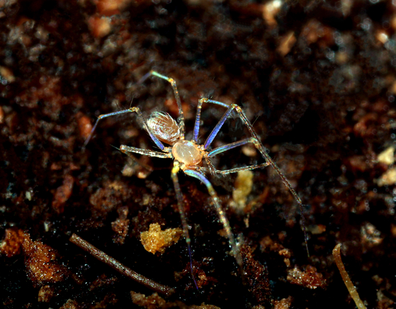 The new spider species without eyes that was found in a cave in Hapcheon, South Gyeongsang. [NATIONAL INSTITUTE OF BIOLOGICAL RESOURCES]