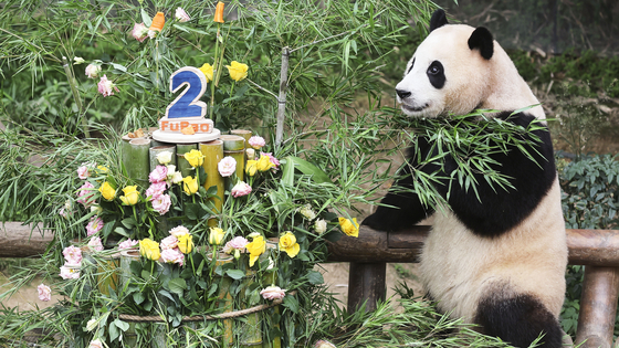 Fu Bao receives a birthday cake made out of bamboos and carrots on her second birthday on July 20 last year. [YONHAP]