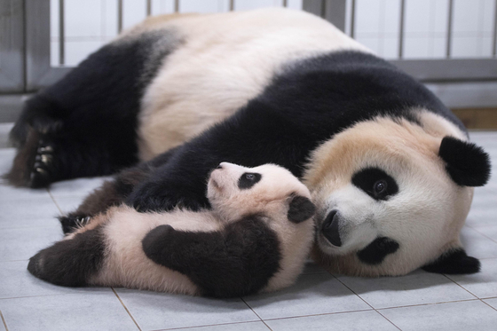 Mom panda Ai Bao and her cub Fu Bao [EVERLAND]