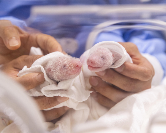 Everland introduces the twin panda cubs born last week on the theme park's social media account Thursday. The twin girls turn a week old on Friday. [EVERLAND]