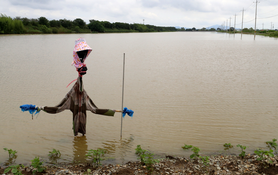 A scarecrow stands above a submerged farm in Nonsan, South Chungcheong, on Sunday. [NEWS1]