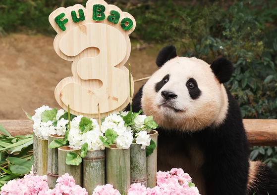 The giant panda Fu Bao celebrates her third birthday with a cake of bamboo prepared by zookeepers at the amusement park Everland in Yongin, Gyeonggi, on Thursday. Fu Bao was born in Korea to her parents Ai Bao and Le Bao. The parents arrived in the country in March 2016 as a gift celebrating Korea-China relations. Fu Bao recently welcomed twin siblings. The Baos are the only panda family in Korea. [YONHAP]