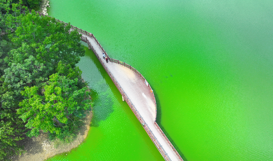 Pungam Reservoir located in Seo District, Gwangju, turns green due to algal blooms amid surging heatwaves across the country on Thursday. [YONHAP]  