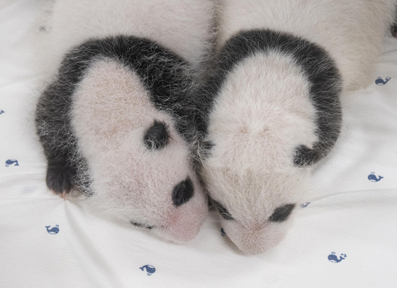 Giant panda twins born at Everland in Yongin, Gyeonggi, turned a month old Sunday. [EVERLAND]
