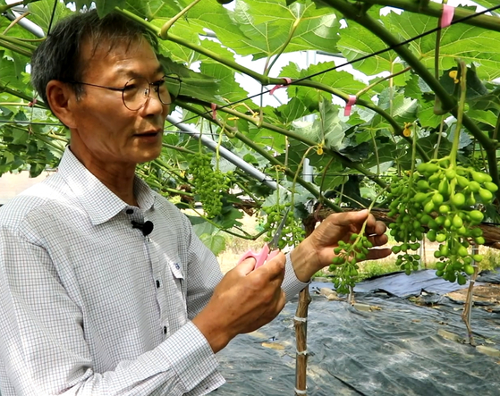 Hwang Eui-chang, representing director of Korea Grape Export Association [K-GRAPE]