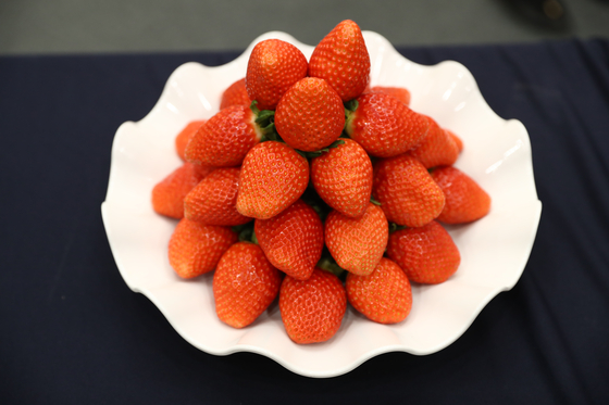 Kuemsil strawberries, developed by the Gyeongsangnam-do Agricultural Research & Extension Services [NATIONAL INSTITUTE OF HORTICULTURAL AND HERBAL SCIENCE]