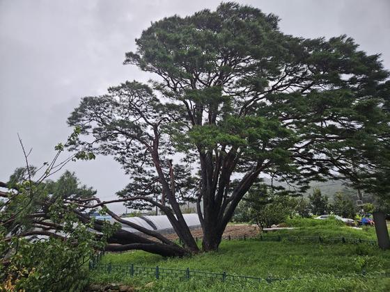 A 400-year-old “natural monument” pine tree in Gumi, North Gyeongsang, is partially damaged due to strong winds. [YONHAP]