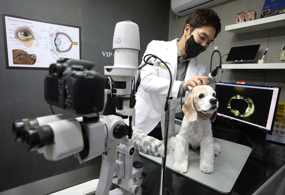A veterinarian examines a dog at an animal clinic in Seongbuk District, northern Seoul, on Jan. 4. [NEWS1]