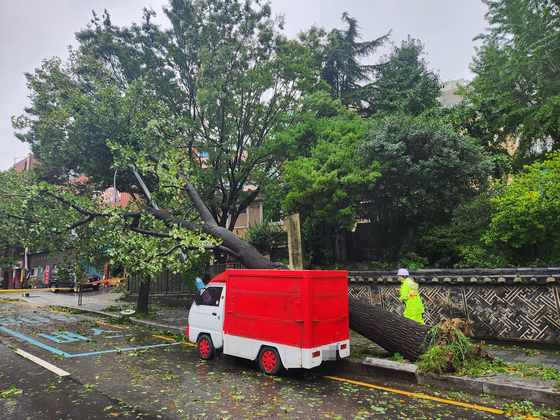 A tree in Busan is toppled. [YONHAP]