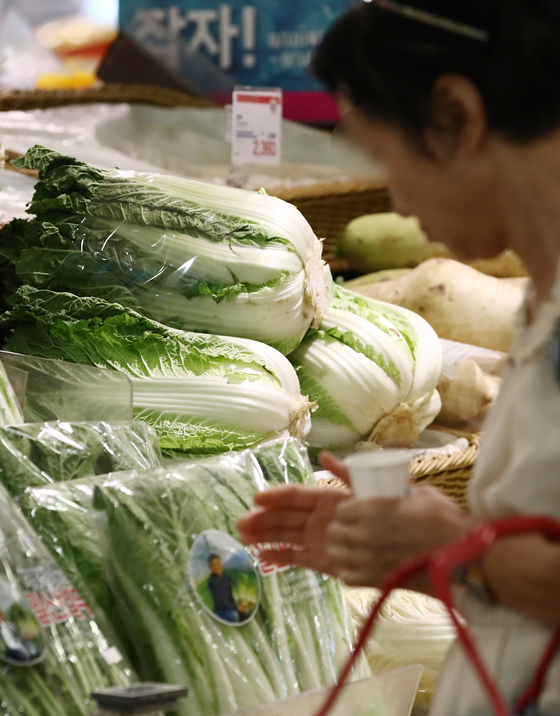 A consumer looks at batches of cabbages stacked at a supermarket in Seoul on Thursday. The wholesale price of 10-kilogram cabbages rose by more than 40 percent on Thursday compared to a week ago as heavy rain, heat and Typhoon Khanun simultaneously hit local farms. [NEWS1]