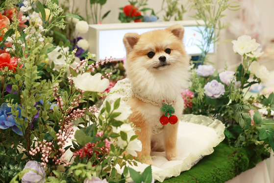 A dog wearing a cherry-shaped necklace poses for a photo at the K-Pet Fair held in Coex, southern Seoul, on July 21. [YONHAP]