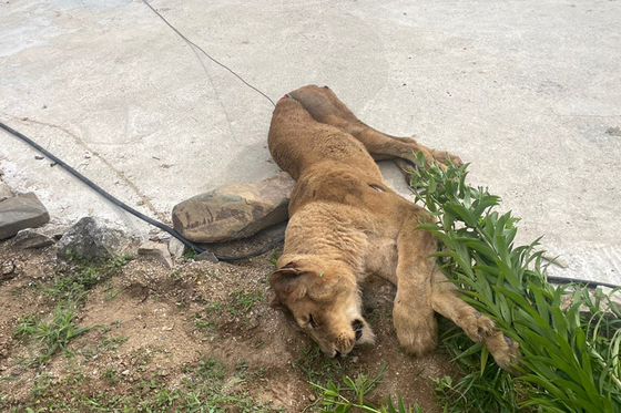 The lioness after it was shot dead, an hour after escaping a tourist farm in Goryeong County, North Gyeongsang, on Monday [GYEONGBUK FIRE SERVICE HEADQUARTERS] 