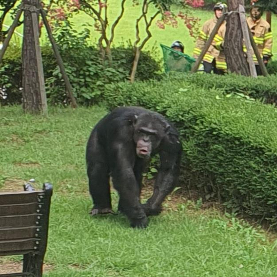 One of the two chimpanzees that had escaped from Dalseong Park in Daegu on Friday roaming around. People at the park had to be evacuated. [Daegu Metropolitan Police Agency] 
