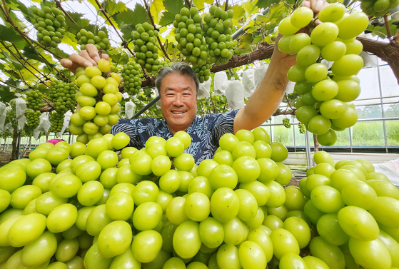 A farmer harvests shine muscat grapes at a grape farm in Hamyang County, South Gyeongsang, on Thursday. [HAMYANG COUNTY OFFICE] 