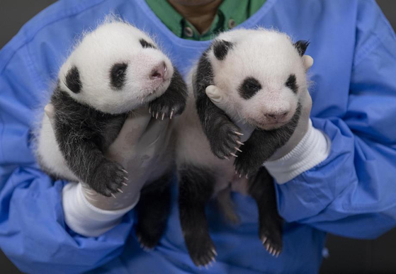Giant panda twins celebrate their 48th day since birth at the Everland zoo in Yongin, Gyeonggi, on Thursday. [EVERLAND]