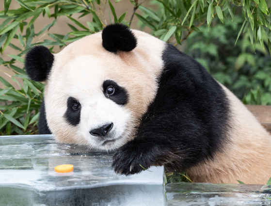 Fu Bao, a three-year-old giant panda, leans on a block of ice at Everland's Panda World in Yongin, Gyeonggi, on Thursday. [CHOI GI-UNG]