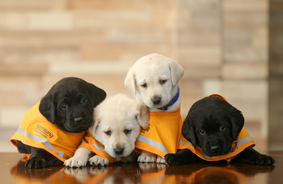 Puppies trained at Samsung Guide Dog School are pictured above. [SAMSUNG]